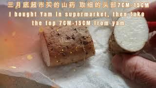 这样也可种出山药 How To Grow Chinese Yam