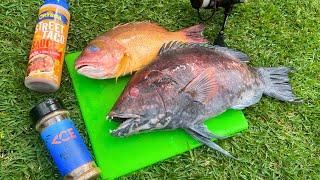 Catch n’ Cook Toothy Hogfish- Kayak Fishing Hawaii