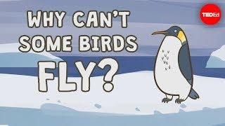 Why cant some birds fly? -  Gillian Gibb