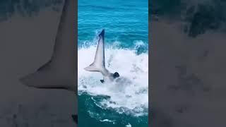 Shark attack #shortsvideo #shortsfeed #shark #hunter