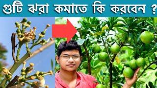 মাল্টার গুটি আর ঝরবে না লেবুর ফল ঝরার সমাধান । citrus fruit drop and solution 