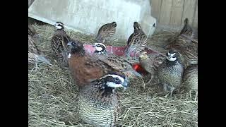 Mississippi Bobwhite Quail and Tennesse Reds.....