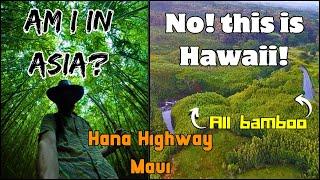 Exploring the hidden gems along the Hana HW I found the opening scene location from Jurassic park 1