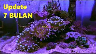 Update Super Simpel Aquarium Laut Nano 7 bulan