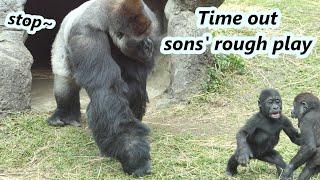 Part 1  Gorilla dad often needs to stop two sons rough play recently 大猩猩爸爸迪亞哥最近常要阻止兒子們的激烈玩耍