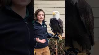 Did you know Bald Eagles have over 7000 feathers? #wildliferehab #funfactfriday #baldeagle