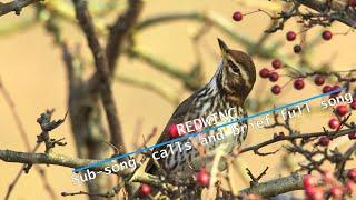 Redwing sub-song calls and brief full song - Greenwich Park