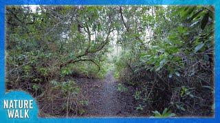 This forest trail will relax your mind and sooth your soul Nature Visualizer