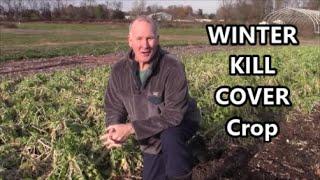 How WINTER KILL Cover Crop Builds Soil