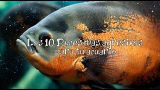 Los 10 Peces más Agresivos para tu Acuario - VichoTops