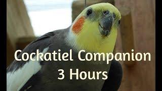 Cockatiel Companion 3 HOURS OF COCKATIELS