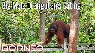 Big Male Orangutans Feeding  Orangutan Besar Sedang Makan @orangutanhouseboattour6258