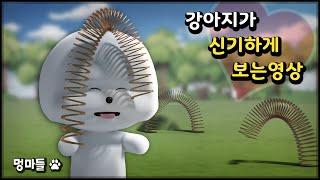 #멍마들  반려견이 신기하게 보는 영상  스프링 장난감과 삑삑이 소리 - A video that dogs watch in wonder