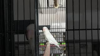AlbinoB2 Red Eyes Female ️️️ #lovebirds #birds #parrot
