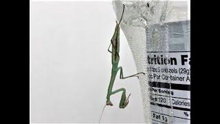 Praying mantis preparing to molt #prayingmantis