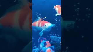 Feeding Jumbo Japanese Koi Fish 