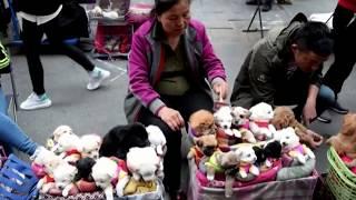 This is How They Sell Puppies in China  THIS VIDEO WILL MAKE YOU SAD