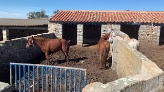 Caballo Cortejando a yegua.Horse in love.primera cita first time.semental Horse mating