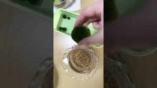 Marimo moss balls return home after being cleaned