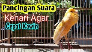 Pancingan Suara Kenari Agar cepat Kawin Bikin Burung Kenari Ngleper Langsung Minta KAWIN