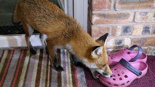 Friendly Urban Fox Shoe Thief