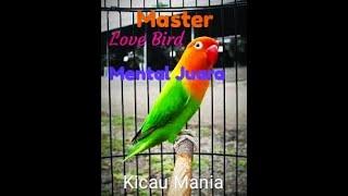 Master Love Bird juara