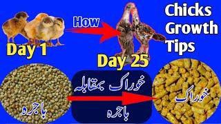 Bajra vs feed  chicks growth in 25 days  chicks growth