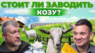 Почему козы выгоднее чем коровы? Как продать козье молоко и сыр? Лучшие породы  Андрей Даниленко