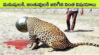 When Animals Go On A Rampage And Got Caught On Camera  facts in telugu  telugu news  animals