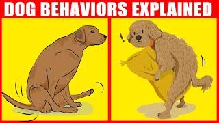 The Meaning Behind 21 Strangest Dog Behaviors  Jaw-Dropping Facts about Dogs