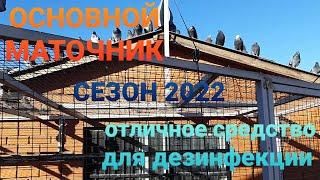 Основной маточник Сезон 2022 Николаеские голуби. Отличное средство для дезинфекции. Nikolaev pigeons