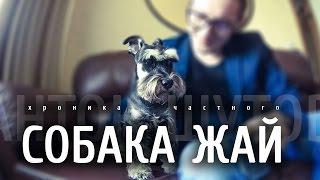  СОБАКА ЖАЙ  - хроника частного