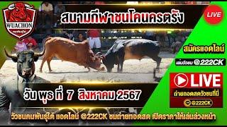 ถ่ายทอดสด สนามโคนครตรัง วันที่ 7 สิงหาคม 2567