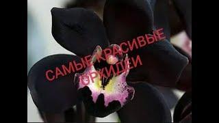 САМЫЕ КРАСИВЫЕ ОРХИДЕИ. THE MOST BEAUTIFUL ORCHIDS