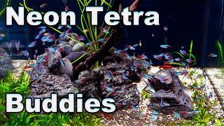 Neon Tetra Buddies Good Tank Mates for Your Neons and a word of caution