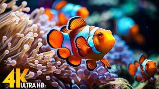 Aquarium 4K VIDEO ULTRA HD  Beautiful Coral Reef Fish - Relaxing Sleep Meditation Music #136