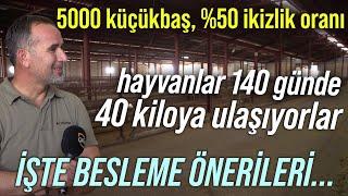 5000 Küçükbaş %50 İkizlik Oranı  Hayvanlar 140 Günde 40 Kiloya Ulaşıyorlar� - Sarı Kız