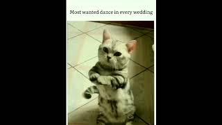 Most demanding dance in every wedding  #funny #youtubeshorts #shortsfeed  #shorts