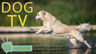 DOG TV 24 Hours of Soothing Music for Anxious Dogs When Home Alone - Best Entertain Videos for Dogs