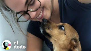 Mujer Rescata Cientos De Cachorros En Una Isla Todos Los Días  Dodo Héroes  El Dodo