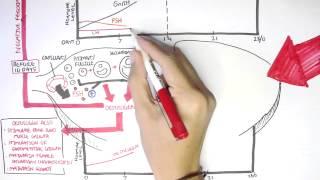 Female Reproductive System - Menstrual Cycle Hormones and Regulation