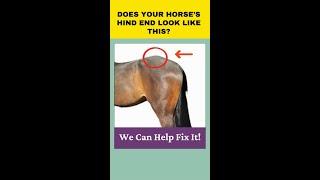 Help Fix Hunters Bump  Holistic Horseworks