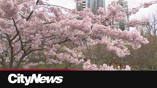 Cherry Blossom Festival in full bloom