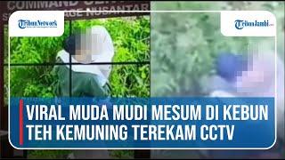 Viral Muda Mudi Mesum di Kebun Teh Kemuning Terekam CCTV