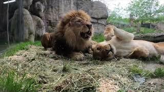 African Lions Cuddle And Roll Around In Fresh Bedding