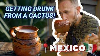 Searching for Mexicos Ancient Cactus Drink that Gets You Drunk