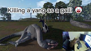 Killing a yang as galli 