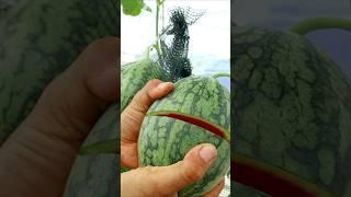 Watermelon cutting  #gardening #watermelon #v87garden