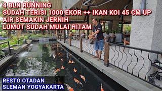 4 BULAN RUNNING KOLAM KOI 2000 TON  RESTO OTADAN SLEMAN YOGYAKARTA