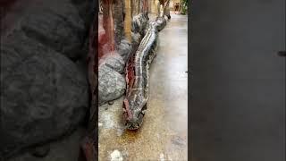 Worlds Largest Snake  Snake  #shorts #viral #short